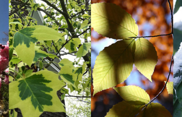 CW Arborists