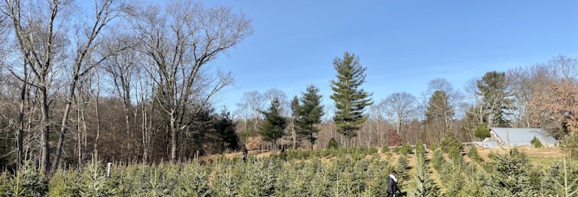 Steadman Christmas Tree Farm