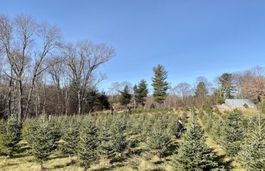 Steadman Christmas Tree Farm