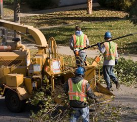 Coastal Tree Experts LLC