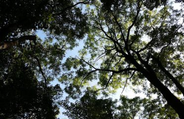 Equi-Tree Farm