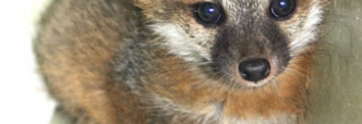 Wildlife In Crisis