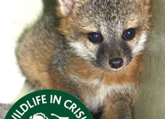 Wildlife In Crisis
