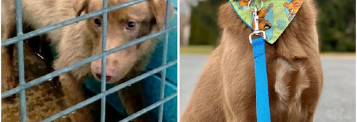 Lucky Dog Refuge
