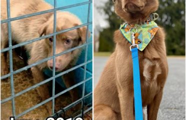 Lucky Dog Refuge