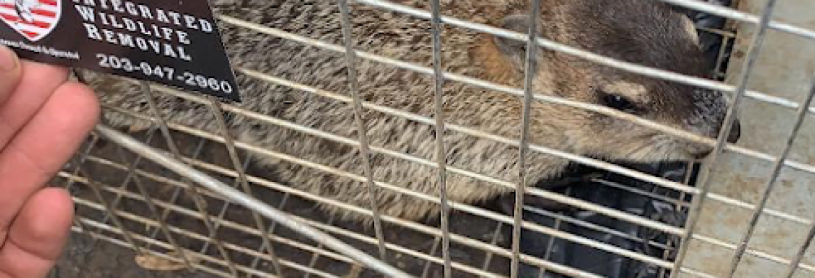 CT Wildlife Removal
