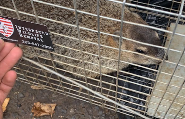 CT Wildlife Removal