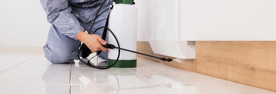 Willington Termite & Pest Control