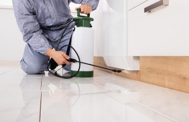 Willington Termite & Pest Control