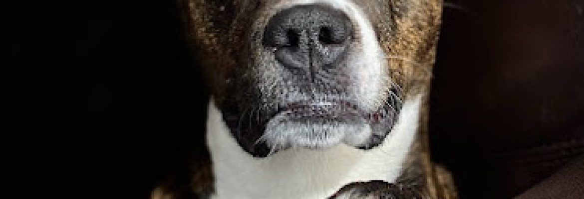 Canine Massage of Northeastern Connecticut