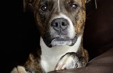Canine Massage of Northeastern Connecticut