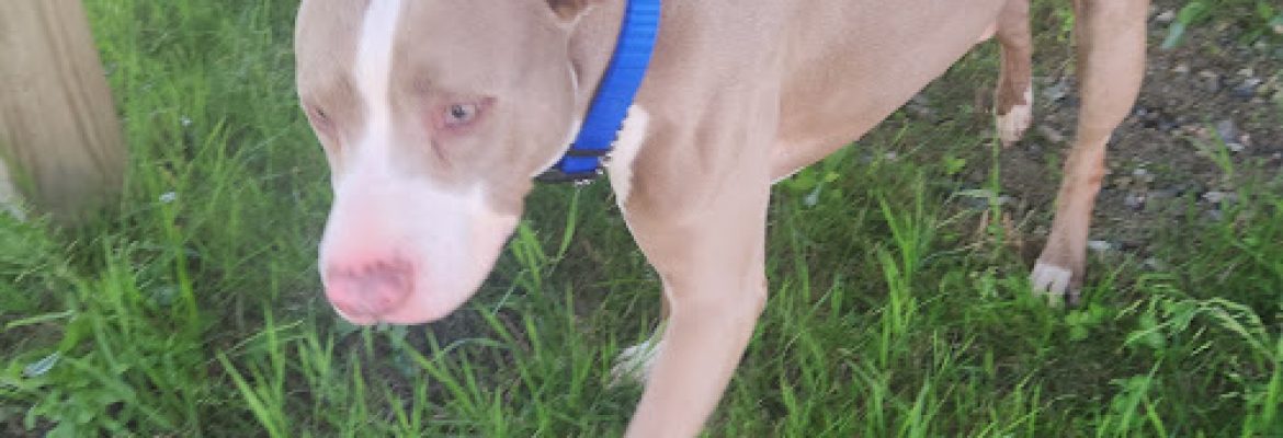 Newtown Dog Warden