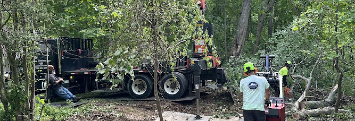 Blue Collar Tree Service