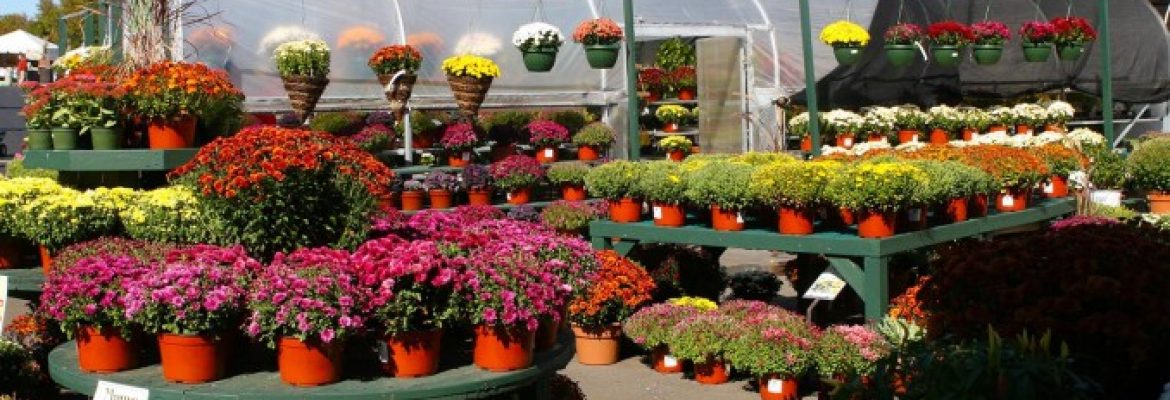 Van Wilgen’s Garden Mart