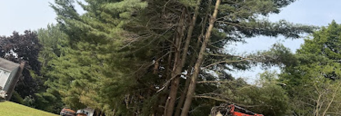 Sanchez-row tree service llc