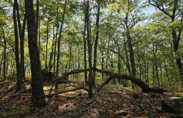 Whittemore Glen State Park Scenic Reserve