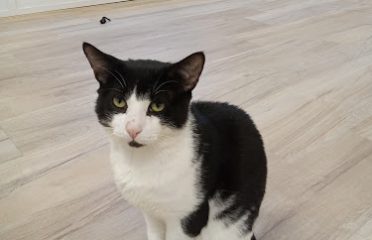 Purrfect Lounge
