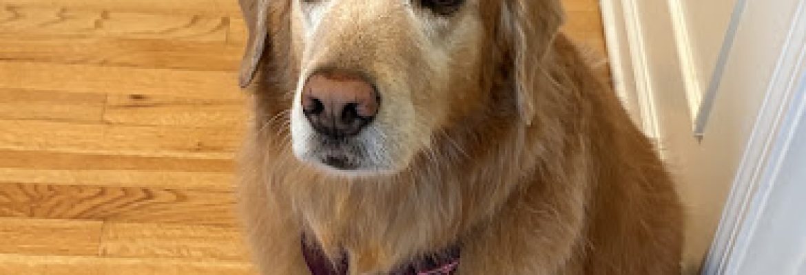 Doggie Styles Pet Grooming