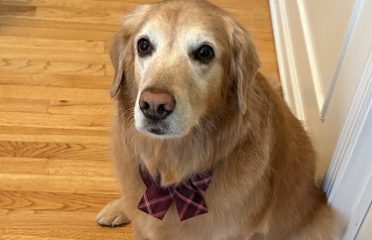 Doggie Styles Pet Grooming