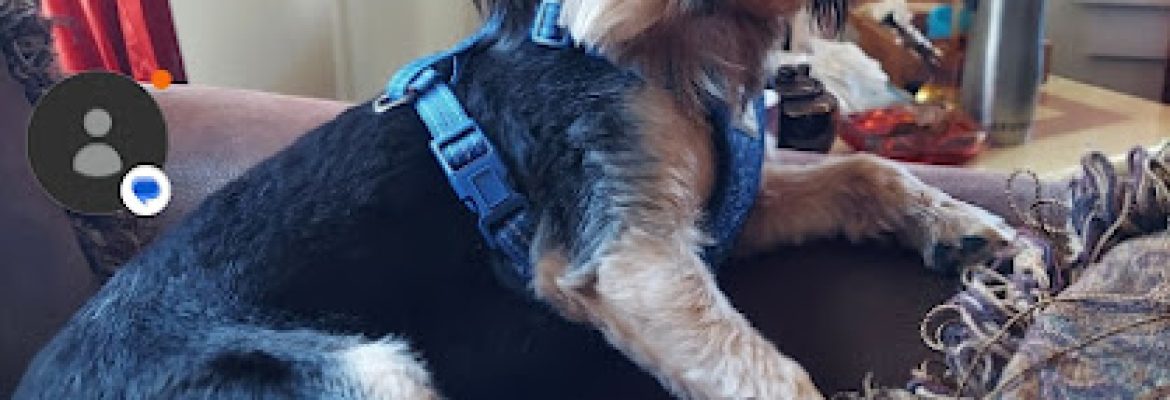 Paws & Go