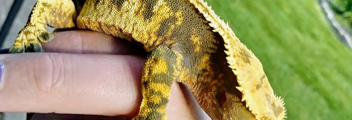 Gecko Crazy