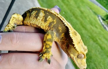 Gecko Crazy