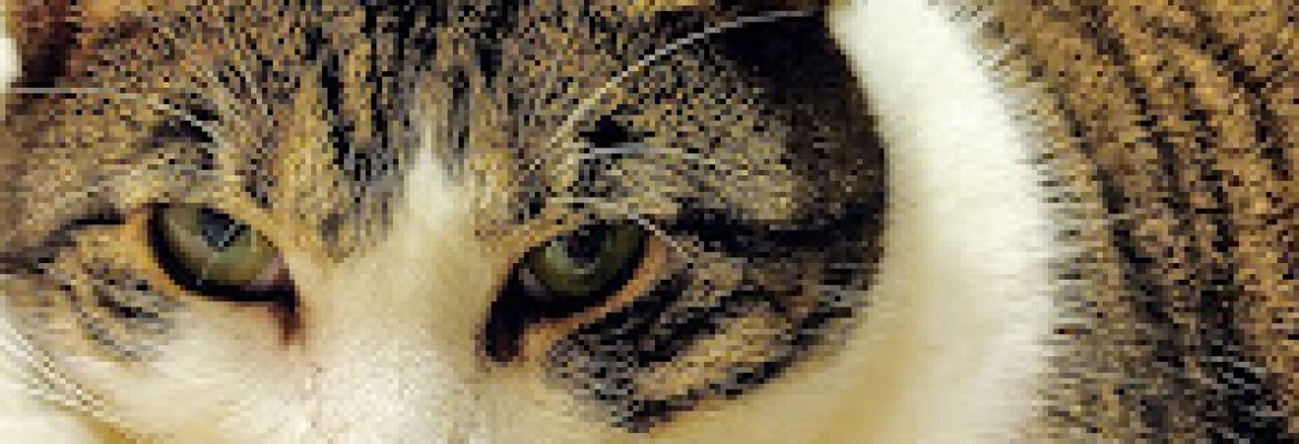 Animals in Distress Inc