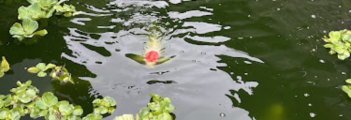 Marsh Botanical Garden