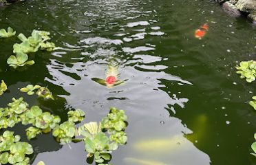 Marsh Botanical Garden