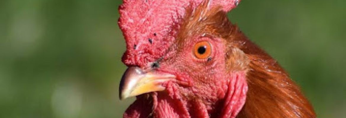 Fowl Play Farm LLC