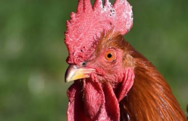Fowl Play Farm LLC