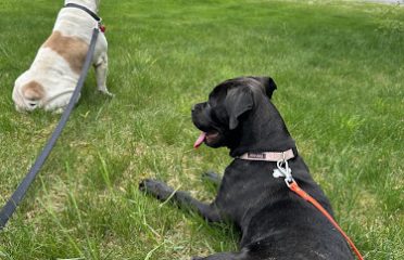 Elizabeth Ingalls Dog Behavior and Training