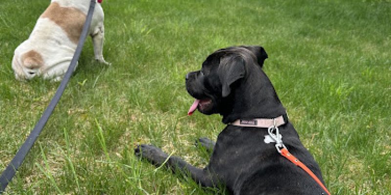 Elizabeth Ingalls Dog Behavior and Training