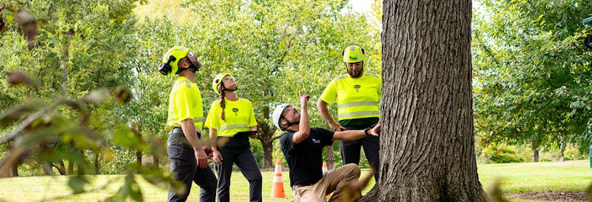 Bartlett Tree Experts