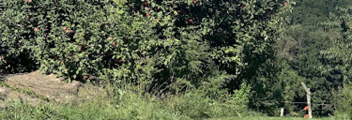 Belinsky Farm