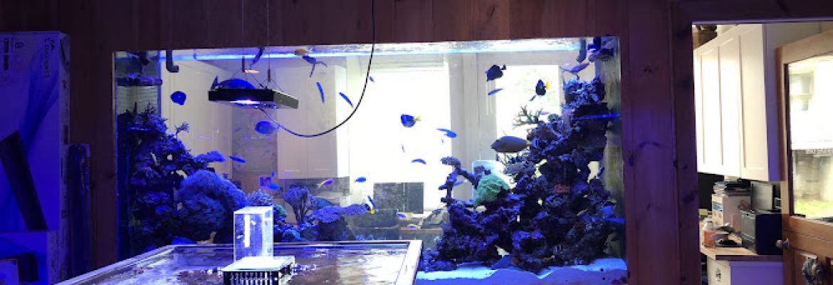 House of Fins
