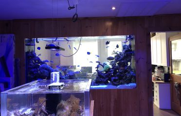 House of Fins