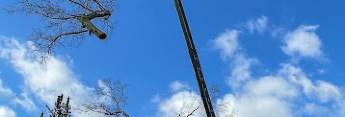 Yankee Tree LLC