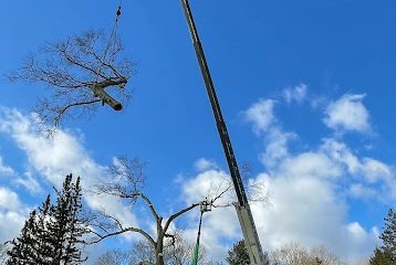 Yankee Tree LLC