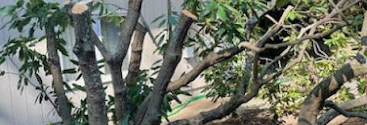 IPM Landscapes LLC