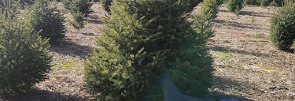 Olsen’s Christmas Tree Farm