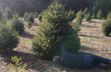 Olsen’s Christmas Tree Farm