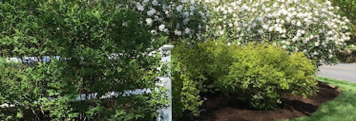 Tall Trees Landscaping