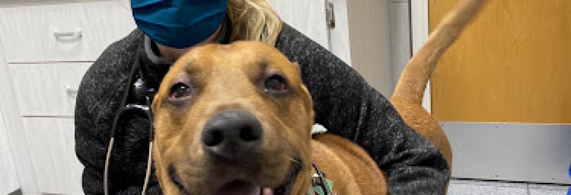 Connecticut Veterinary Center
