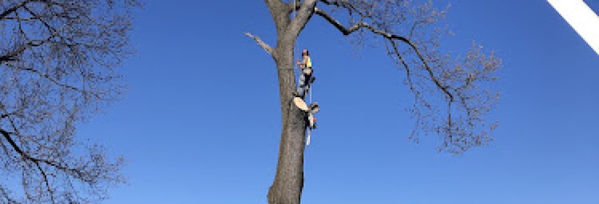 Rick’s Tree Service LLC
