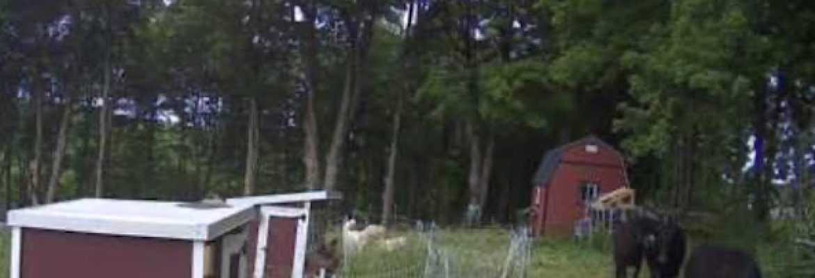 Hathor Hill Farm
