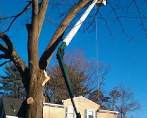 Ninja Tree Removal