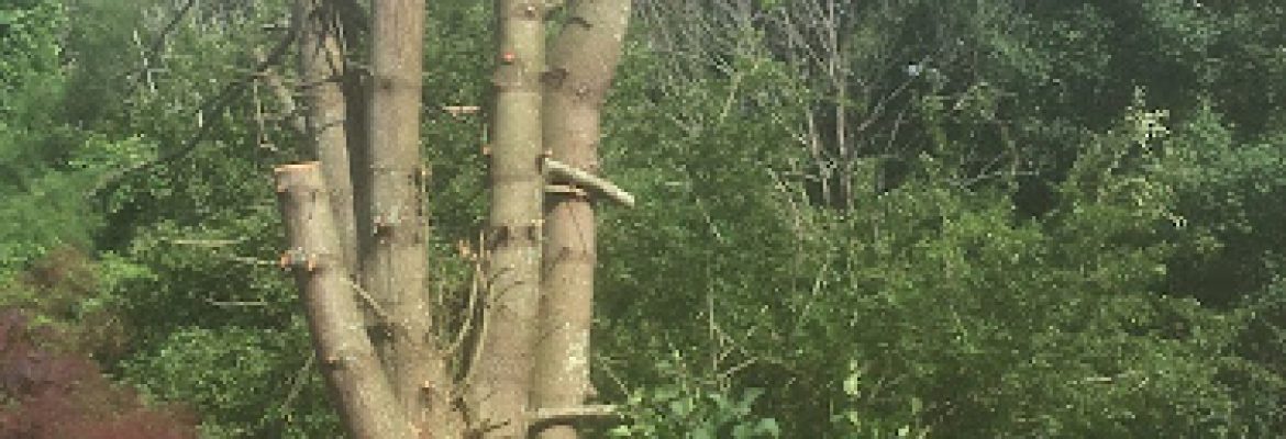 Highland Tree Services JRFV