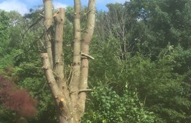 Highland Tree Services JRFV
