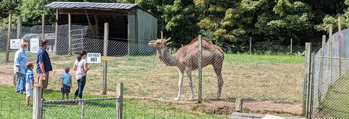 Highwire Deer & Animal Farm